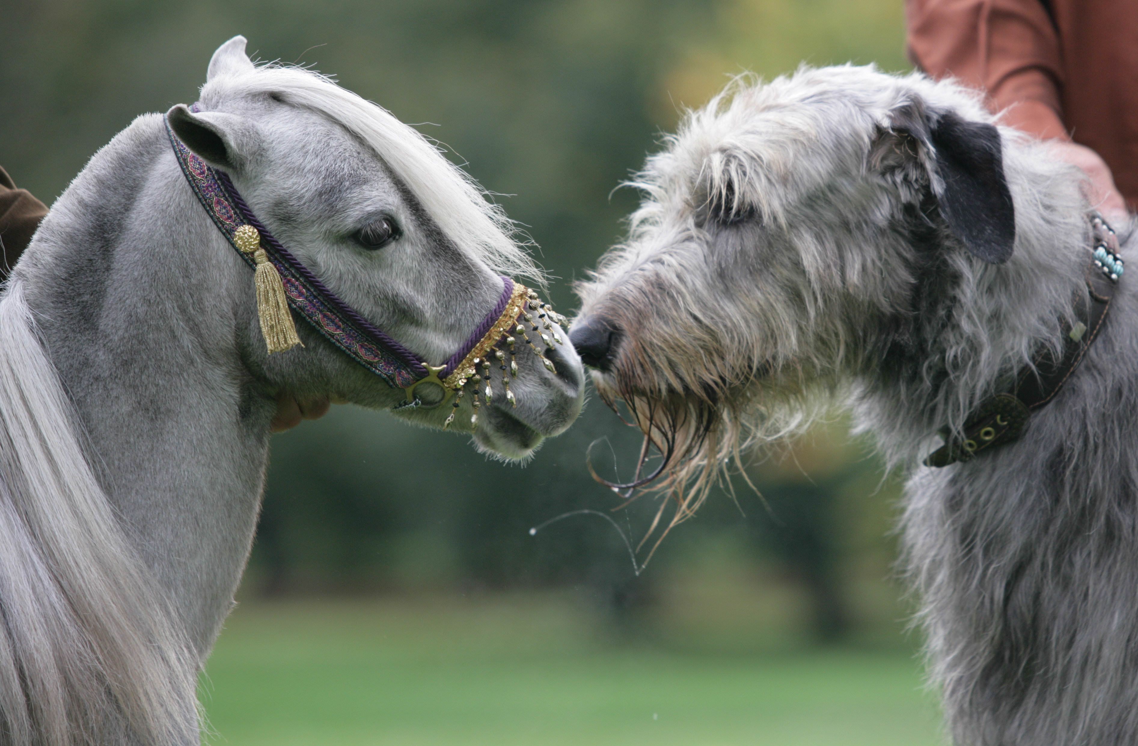 Miniature Horse Wolfhound