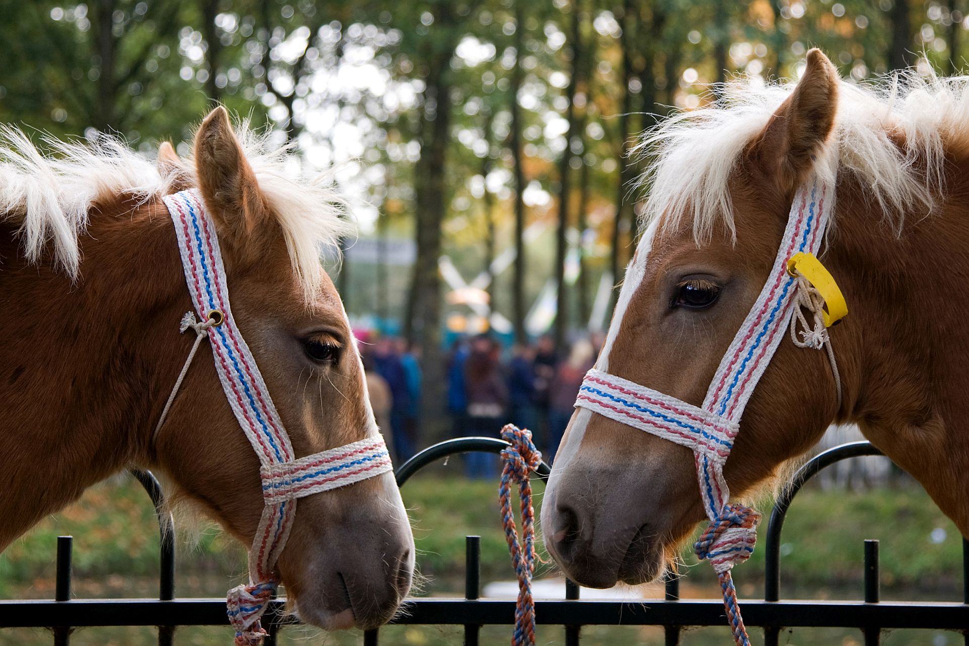 afbeelding twee paardenNEU