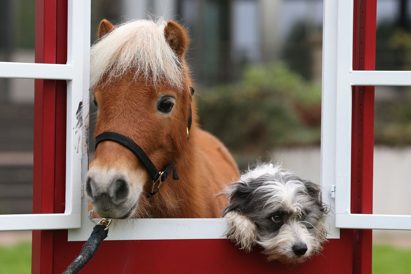 Erlebe die Hund & Pferd 2024! 