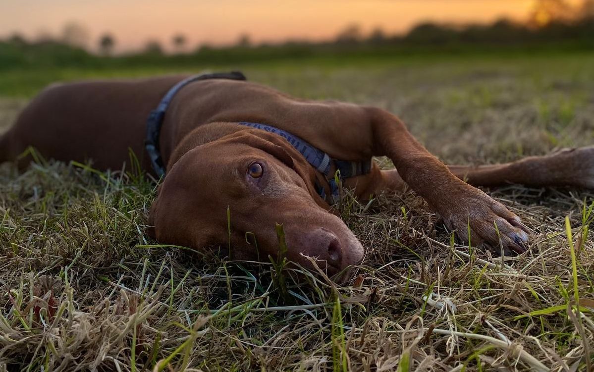 Was dein Hund frisst, bestimmt wie er sich fühlt!